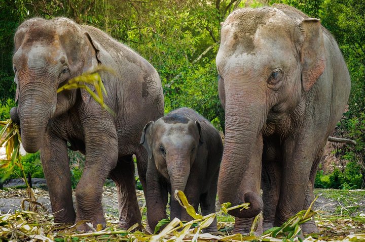 JOYFUL LAOS FAMILY TRIP
